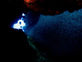   Silversides cave Chinchorro Atoll  